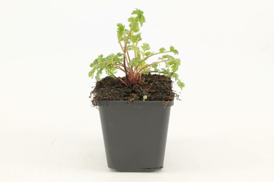 Tanaisie écarlate Tanacetum coccineum 'Robinson's Rose' 5-10 Pot 9x9 cm (P9) Tanacetum coccineum 'Robinson's Rose'