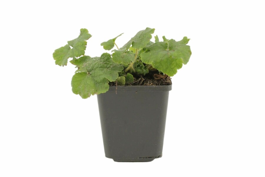 Tellima à grandes fleurs Tellima grandiflora 5-10 Pot 9x9 cm (P9) Tellima grandiflora