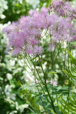 Pigamon à feuilles d'ancolie Thalictrum aquilegiifolium 5-10 Pot 9x9 cm (P9) Thalictrum aquilegiifolium