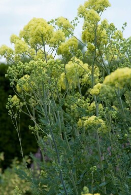 Pigamon Thalictrum flavum subsp. glaucum 5-10 Pot 9x9 cm (P9)