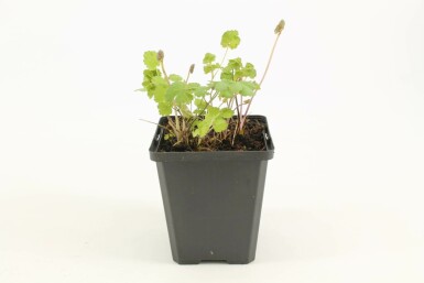 Pigamon Thalictrum flavum subsp. glaucum 5-10 Pot 9x9 cm (P9)