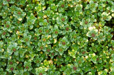 Thym Thymus 'Doone Valley' 5-10 Pot 9x9 cm (P9) Thymus 'Doone Valley'