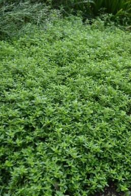 Thym citron Thymus × citriodorus 'Aureus' 5-10 Pot 9x9 cm (P9) Thymus × citriodorus 'Aureus'