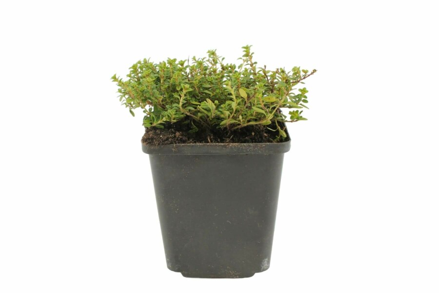 Thym citron Thymus × citriodorus 'Aureus' 5-10 Pot 9x9 cm (P9) Thymus × citriodorus 'Aureus'
