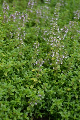 Thymus × citriodorus 'Bertram Anderson'