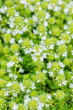 Thym précoce Thymus praecox 'Albiflorus' 5-10 Pot 9x9 cm (P9)