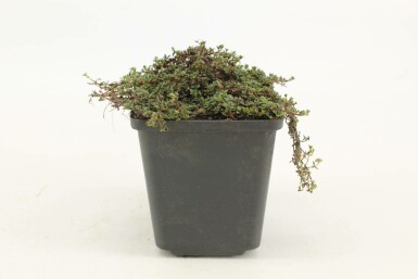Thym précoce Thymus praecox 'Coccineus' 5-10 Pot 9x9 cm (P9) Thymus praecox 'Coccineus'