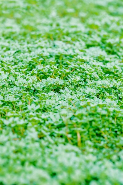 Thym précoce Thymus praecox 'Minor' 5-10 Pot 9x9 cm (P9) Thymus praecox 'Minor'