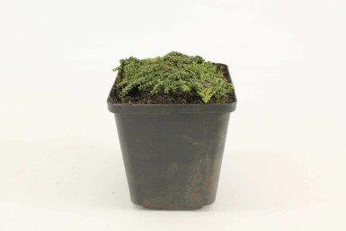 Thym précoce Thymus praecox 'Minor' 5-10 Pot 9x9 cm (P9)