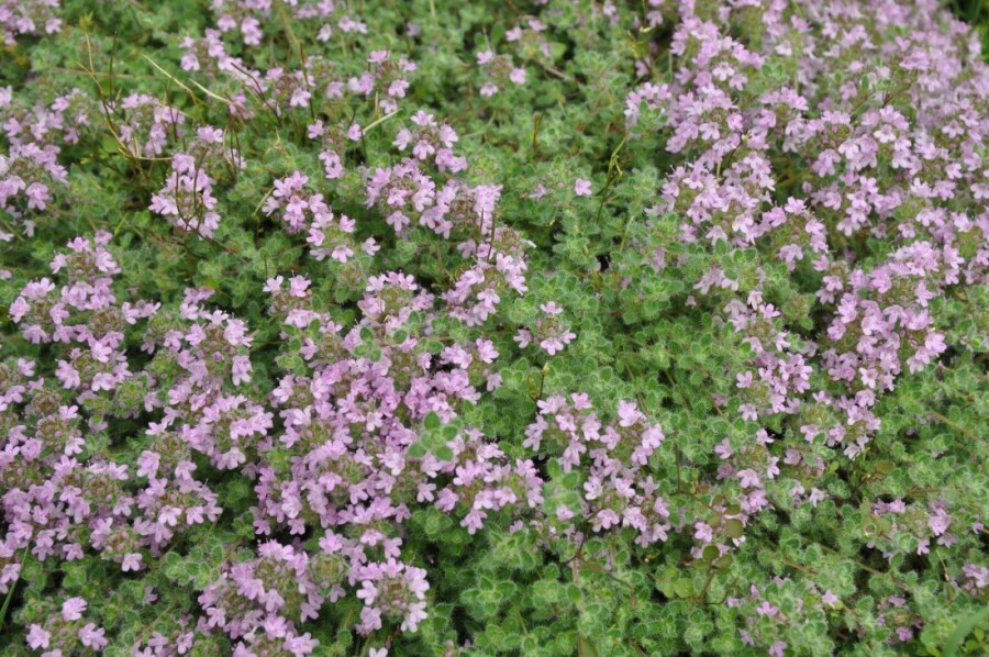 Thym précoce Thymus praecox 'Pseudolanuginosus' 5-10 Pot 9x9 cm (P9) Thymus praecox 'Pseudolanuginosus'