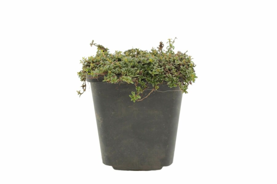 Thym précoce Thymus praecox 'Purple Beauty' 5-10 Pot 9x9 cm (P9) Thymus praecox 'Purple Beauty'