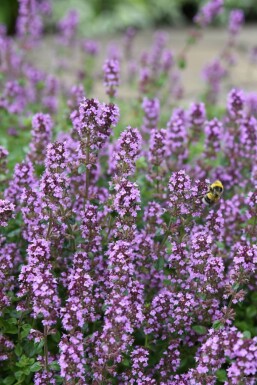 Thym serpolet Thymus serpyllum 5-10 Pot 9x9 cm (P9)