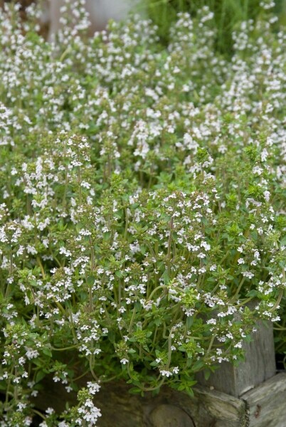 Thym commun Thymus vulgaris 5-10 Pot 9x9 cm (P9) Thymus vulgaris
