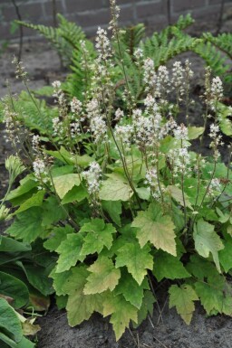 Tiarella Tiarella wherryi 5-10 Pot 9x9 cm (P9) Tiarella wherryi