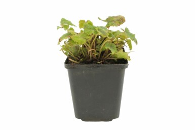 Tiarella Tiarella wherryi 5-10 Pot 9x9 cm (P9) Tiarella wherryi