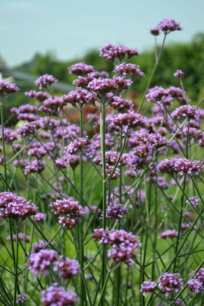 Verveine de Buenos Aires Verbena bonariensis 10-15 Pot 2 l (C2) Verbena bonariensis