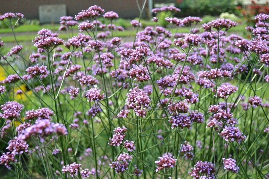 Verveine de Buenos Aires Verbena bonariensis 10-15 Pot 2 l (C2) Verbena bonariensis
