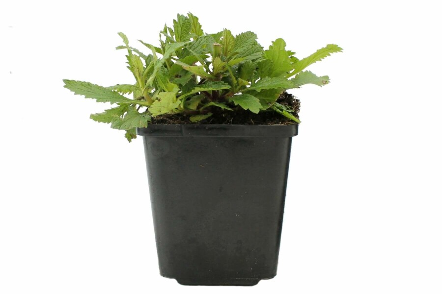 Verveine de Buenos Aires Verbena bonariensis 5-10 Pot 9x9 cm (P9) Verbena bonariensis