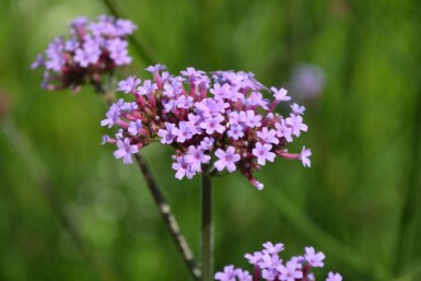 Verveine de Buenos Aires Verbena bonariensis 5-10 Pot 9x9 cm (P9)