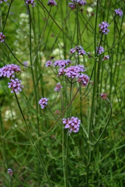 Verveine de Buenos Aires Verbena bonariensis 5-10 Pot 9x9 cm (P9) Verbena bonariensis