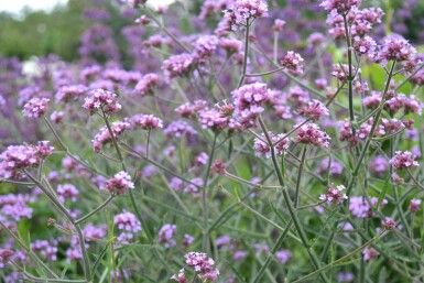 Verveine de Buenos Aires Verbena bonariensis 'Lollipop' 5-10 Pot 9x9 cm (P9)