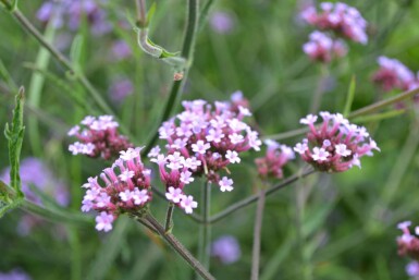 Verveine de Buenos Aires Verbena bonariensis 'Lollipop' 5-10 Pot 9x9 cm (P9) Verbena bonariensis 'Lollipop'
