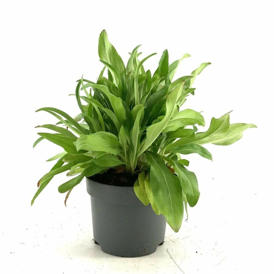 Véronique fausse gentiane Veronica gentianoides 10-15 Pot 2 l (C2) Veronica gentianoides