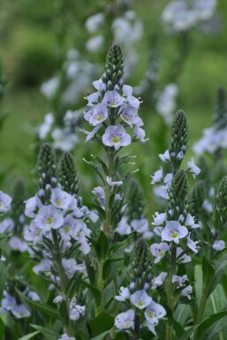 Véronique fausse gentiane Veronica gentianoides 10-15 Pot 2 l (C2) Veronica gentianoides