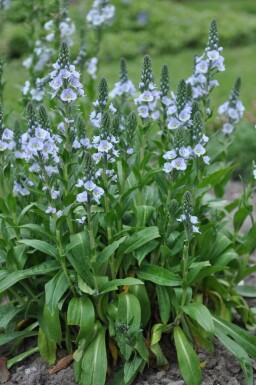 Véronique fausse gentiane Veronica gentianoides 10-15 Pot 2 l (C2) Veronica gentianoides