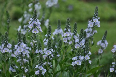 Véronique fausse gentiane Veronica gentianoides 10-15 Pot 2 l (C2) Veronica gentianoides