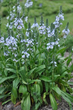 Véronique fausse gentiane Veronica gentianoides 5-10 Pot 9x9 cm (P9)