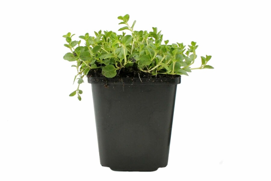 Véronique rampante Veronica repens 5-10 Pot 9x9 cm (P9) Veronica repens