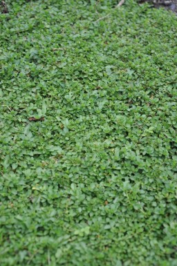 Véronique rampante Veronica repens 5-10 Pot 9x9 cm (P9) Veronica repens