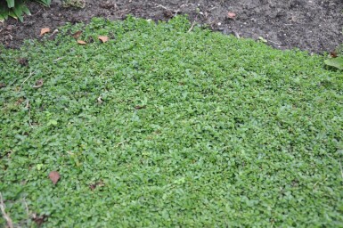 Véronique rampante Veronica repens 5-10 Pot 9x9 cm (P9) Veronica repens