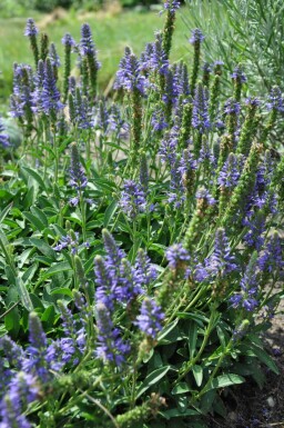 Véronique en épi Veronica spicata 'Inspire Blue' 5-10 Pot 9x9 cm (P9)