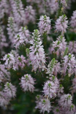 Véronique en épi Veronica spicata 'Inspire Pink' 5-10 Pot 9x9 cm (P9)