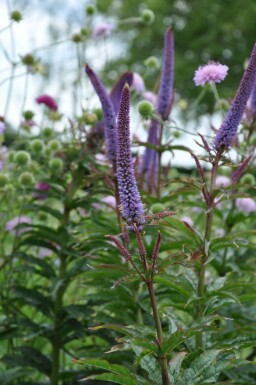 Véronique de Sibérie Veronicastrum sibiricum 'Red Arrows' 5-10 Pot 9x9 cm (P9)