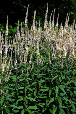 Véronique de Virgine Veronicastrum virginicum 'Pink Glow' 5-10 Pot 9x9 cm (P9)