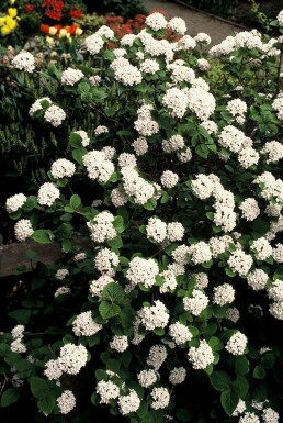 Viorne de Carles Viburnum carlesii Arbuste 40-50 Pot 3 l (C3)