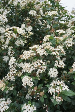 Viorne tin Viburnum tinus Arbuste 15-20 Pot 1,3 l (P13)