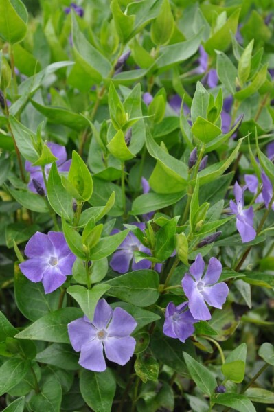 Pervenche élevée Vinca major 10-15 Pot 2 l (C2) Vinca major