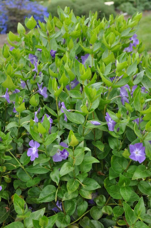Pervenche élevée Vinca major 10-15 Pot 2 l (C2) Vinca major