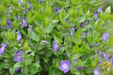 Pervenche élevée Vinca major 10-15 Pot 2 l (C2) Vinca major