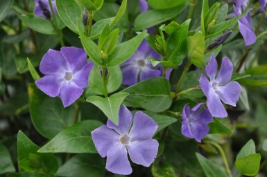 Pervenche élevée Vinca major 5-10 Pot 9x9 cm (P9)