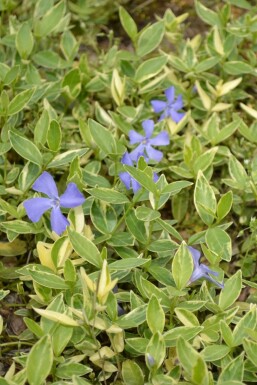 Pervenche mineure Vinca minor 'Argenteovariegata' 5-10 Pot 9x9 cm (P9)