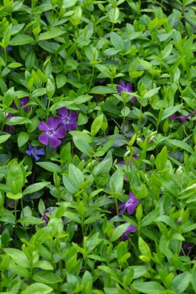 Pervenche mineure Vinca minor 'Atropurpurea' 10-15 Pot 2 l (C2) Vinca minor 'Atropurpurea'