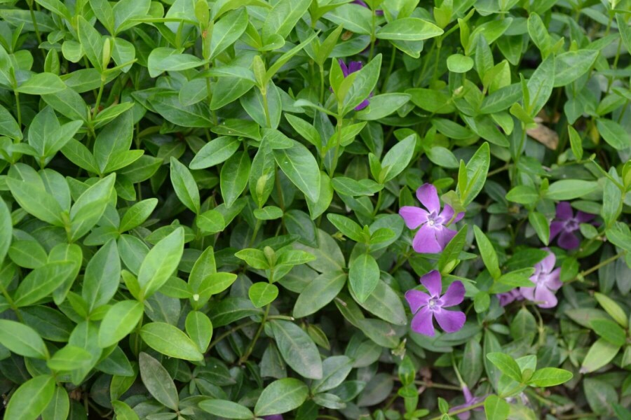 Pervenche mineure Vinca minor 'Atropurpurea' 10-15 Pot 2 l (C2) Vinca minor 'Atropurpurea'
