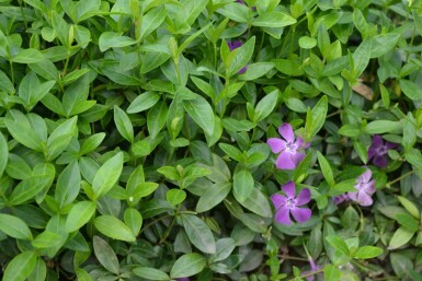 Pervenche mineure Vinca minor 'Atropurpurea' 10-15 Pot 2 l (C2) Vinca minor 'Atropurpurea'