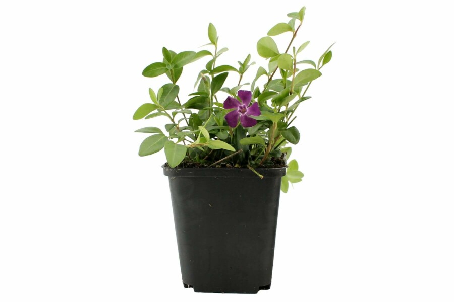 Pervenche mineure Vinca minor 'Atropurpurea' 5-10 Pot 9x9 cm (P9) Vinca minor 'Atropurpurea'