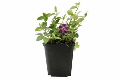 Pervenche mineure Vinca minor 'Atropurpurea' 5-10 Pot 9x9 cm (P9) Vinca minor 'Atropurpurea'